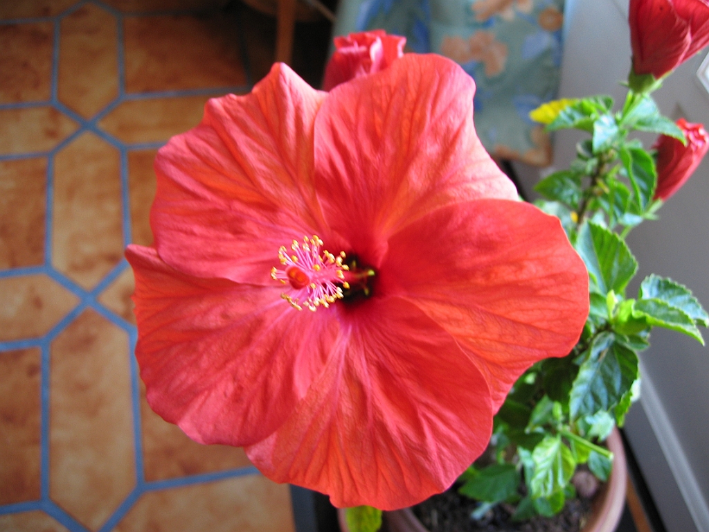 Hibiscus 05.jpg